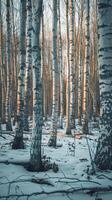 AI generated A relaxing forest of white birches photo