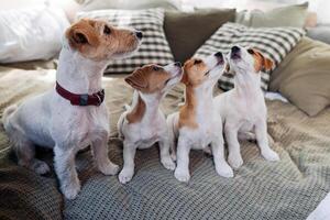 A group of funny dogs are lying and sitting in a bed. Four Jack Russell Terrier dog look at camera photo