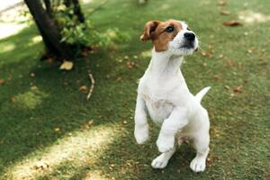 un Jack Russell terrier perrito en un verde saltar y soportes en sus posterior piernas. Copiar espacio foto