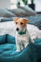 Cute Jack Russell terrier dog with sitting on a blue dog bed. A charming little dog with funny fur spots on his coat. Close-up, portrait photo