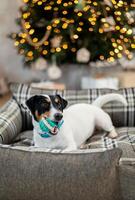 Jack Russell Terrier lies on a bed and nibbles on a toy under a holiday tree with wrapped gift boxes and holiday lights. Festive background, close-up photo