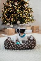 Jack Russell Terrier lies on a bed and near toy under a holiday tree with wrapped gift boxes and holiday lights. Festive background, close-up photo