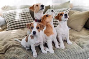 A group of funny dogs are lying and sitting in a bed. Four Jack Russell Terrier dog look at camera photo