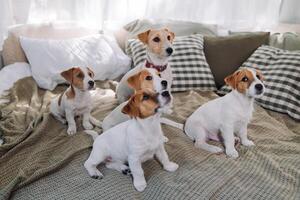 A group of funny dogs are lying and sitting in a bed. Four Jack Russell Terrier dog look at camera photo