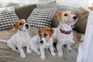 un grupo de gracioso perros son acostado y sentado en un cama. cuatro Jack Russell terrier perro Mira a cámara foto