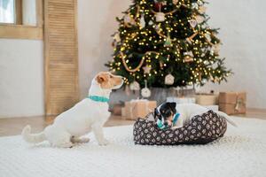 Two Jack Russell Terrier lies on a bed and near bed nibbles on a toy under a Christmas tree with holiday lights. Festive background, close-up photo