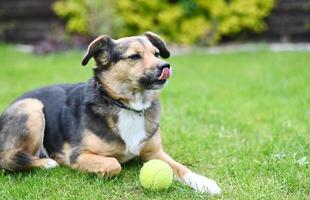 linda perro paliza sus nariz. negro y marrón perro acostado en césped con tenis pelota. pequeño perro posando Copiar espacio foto