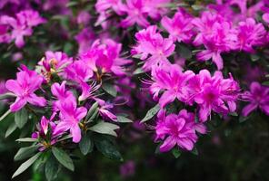 purple flowers and buds of rhododendron, blurred background. photo