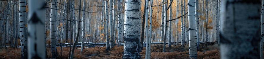 AI generated A relaxing forest of white birches photo