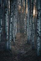 AI generated A relaxing forest of white birches photo