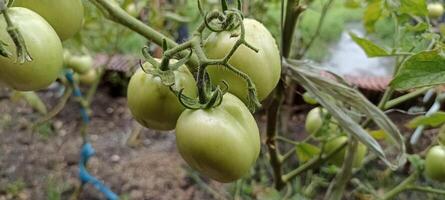 the tomatoes are still young photo