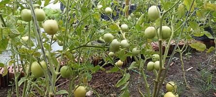 the tomatoes are still young photo