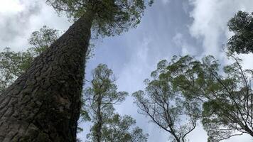 grande árbol con azul cielo ver foto