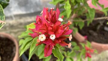 Closeup photo Bougainvillea or paper flowers are popular ornamental plants. The shape is a small tree that is difficult to grow upright. Its beauty comes from the sheath of flowers which are brightly