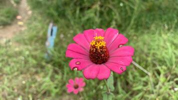 The Zinia flower or in Indonesian the red pearl flower is blooming photo