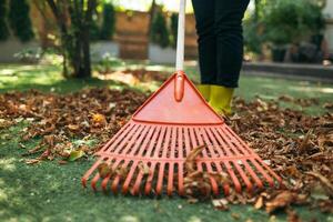 Raking fallen leaves from the lawn. Cleaning up fallen leaves in the garden. Using a plastic fan rake to clean the lawn from fallen leaves. photo