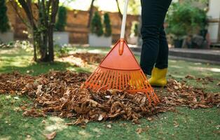 rastrillar caído hojas desde el césped. limpieza arriba caído hojas en el jardín. utilizando un el plastico ventilador rastrillo a limpiar el césped desde caído hojas. foto