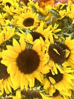 Sunflowers In Bunch photo
