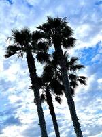 Palm Tree Silhouette photo