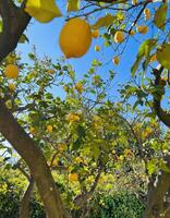 Lemon Tree Sky photo
