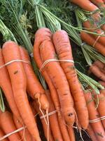 Carrots In Bunch photo