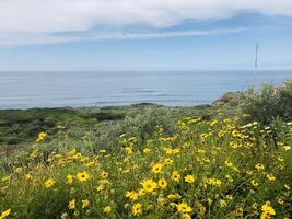 Coastal Wild Flowers photo