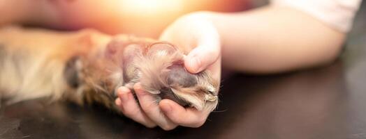 mano sostener perro pierna foto