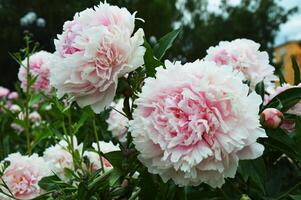 ligero rosado flores de lozano peonías floración en contra un antecedentes de verde hojas en el parque. verano primavera flores foto