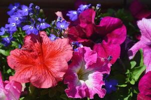 Bright multi-colored flowers of surfinia or petunia. Summer flowers. Colorful background. photo