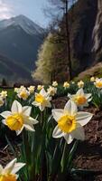 ai generado primavera flores en verde césped, inundado con brillante luz de sol, borroso antecedentes. foto