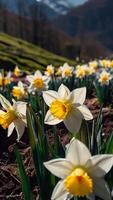 ai generado primavera flores en verde césped, inundado con brillante luz de sol, borroso antecedentes. foto