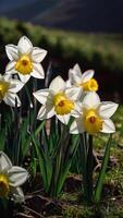 ai generado primavera flores en verde césped, inundado con brillante luz de sol, borroso antecedentes. foto