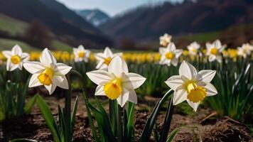 AI generated Spring flowers on green lawn, flooded with bright sunlight, blurred background. photo