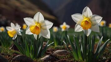 AI generated Spring flowers on green lawn, flooded with bright sunlight, blurred background. photo