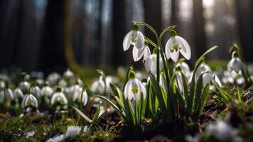 AI generated Spring flowers on green lawn, flooded with bright sunlight, blurred background. photo