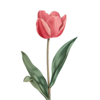 AI generated Isolated illustration of single red tulip png