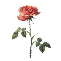 AI generated Isolated illustration of red rose flower png