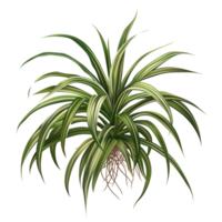 AI generated Isolated illustration of a spider plant png