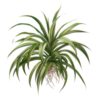 ai généré isolé illustration de une araignée plante png