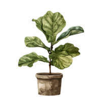 AI generated Isolated illustration of fiddle leaf fig plant png