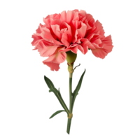 AI generated Isolated illustration of carnation floral element png