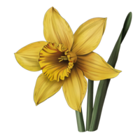 AI generated Isolated illustration of yellow Daffodil png