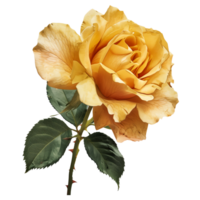 AI generated Isolated illustration of yellow rose flower png