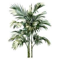 AI generated Isolated illustration of areca palm tree png