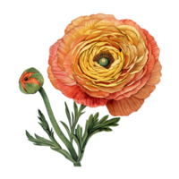 ai generado aislado ilustración de vistoso ranúnculo flor png