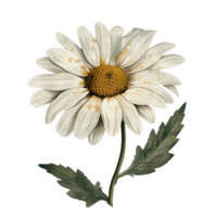 AI generated Isolated illustration of daisy floral element png