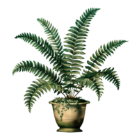 AI generated Isolated illustration of boston fern plant png