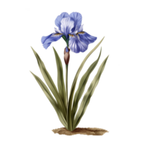 ai gegenereerd geïsoleerd illustratie van iris bloem png