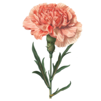 AI generated Isolated illustration of carnation floral element png