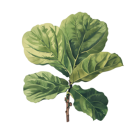 AI generated Isolated illustration of fiddle leaf fig branch png